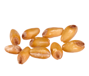 le grain de blé tendre aplati