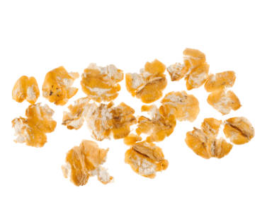 le grain de blé tendre aplati